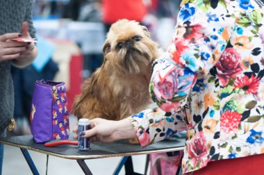 Köpek griffon masaya damat köpek göstermek