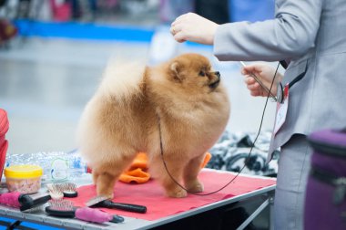 Pomeranian Spitz köpek şovunda, masada hazırlanıyor.