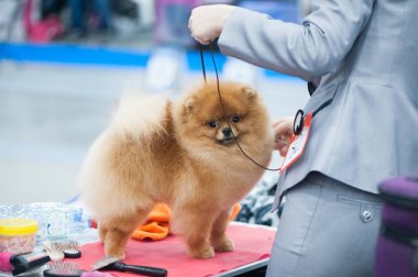 Pomeranian Spitz köpek şovunda, masada hazırlanıyor.