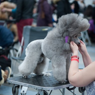 Gri standart kaniş köpek Fuarı'nda, masanın üzerinde damat