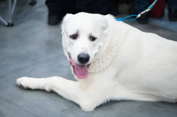 Akbaş köpek köpek Show'da bir gezi