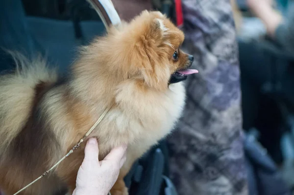 Pomeranian Spitz köpek göstermek — Stok fotoğraf