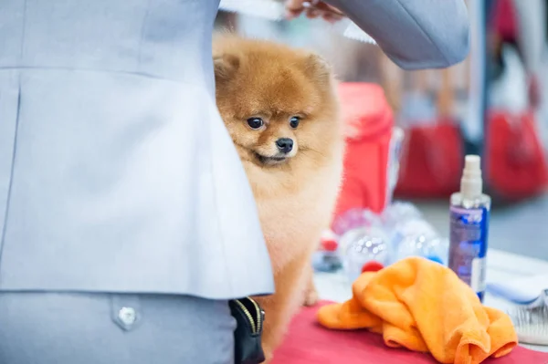 Pomeranian Spitz op de Dog Show, verzorgen op de tafel — Stockfoto