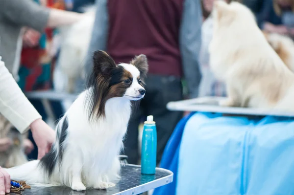 Papillon hond bij een hondenshow, verzorgen op tafel — Stockfoto