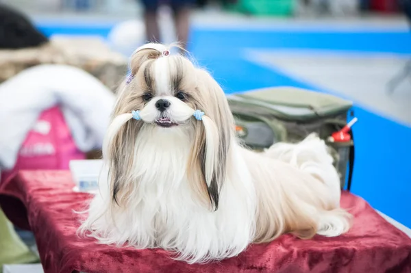 Shih-tzu köpek masada damat Show, — Stok fotoğraf