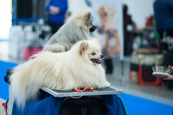 Alman Spitz köpek masada damat Show, — Stok fotoğraf