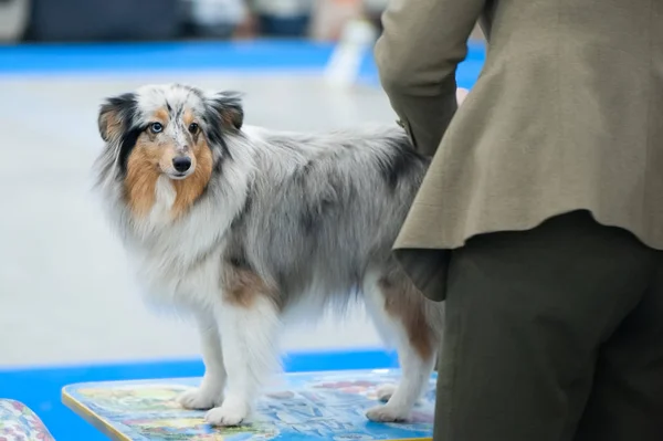 Australische herder hond op hond Toon poseren — Stockfoto