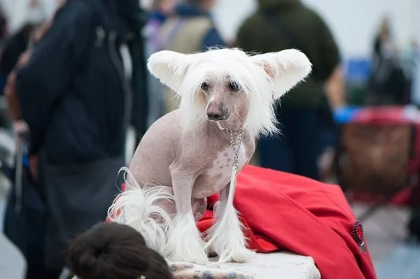 Chinese crested dog op de tentoonstelling, op een reis, grooming op th — Stockfoto