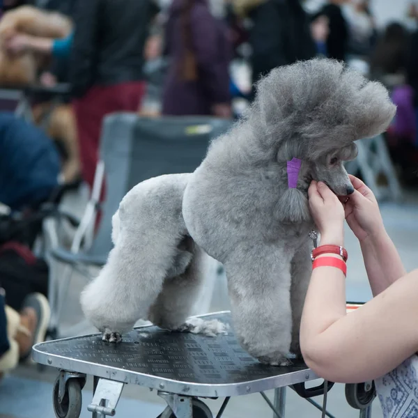 Gri standart kaniş köpek Fuarı'nda, masanın üzerinde damat
