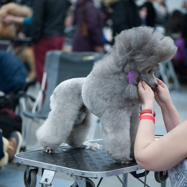 Grey Standard Poodle at the Dog Show, , grooming on the table