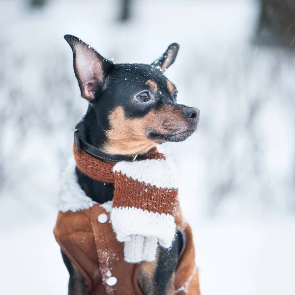 Słodkie szczeniak, pies, Terier w szalik, portret, makro, nowy rok, — Zdjęcie stockowe