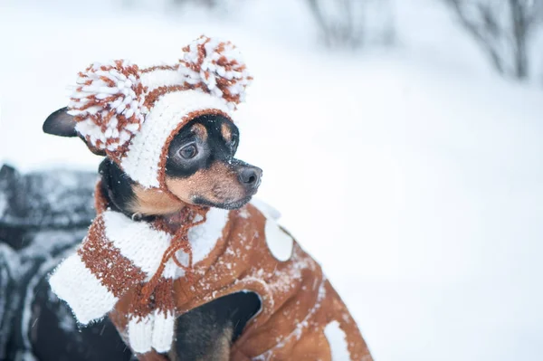 Χαριτωμένο κουτάβι, σκύλος, Τεριέ Τόι κασκόλ, πορτρέτο μακροεντολή, το νέο έτος, — Φωτογραφία Αρχείου