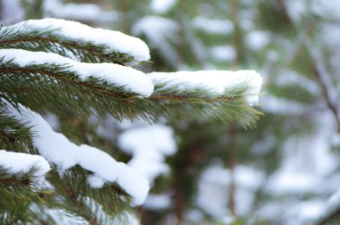 Arka plan kış Noel. T çam ağaçlarının dalları