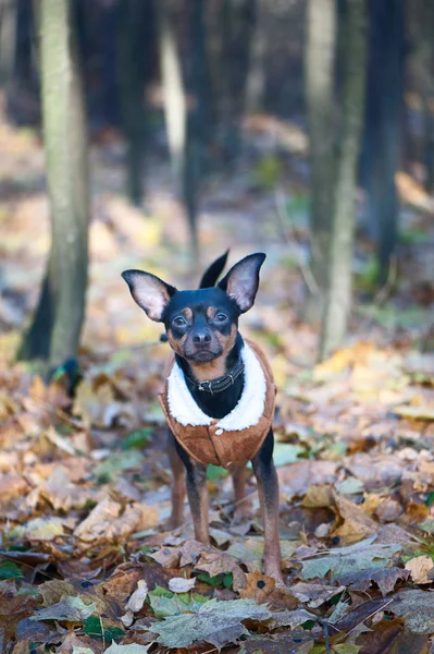 Dog, a toy terrier, a stylishly dressed little dog in a sweater