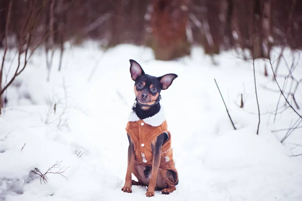 Um cão, um terrier do brinquedo, um cão pequeno elegantemente vestido no sheepski — Fotografia de Stock