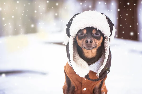 Собака с закрытыми глазами в шляпе и овечьей шкурой зимой — стоковое фото