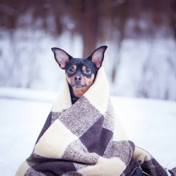 Собака, завернутая в клетку в зимнем лесу. Дзен, медитация, йо — стоковое фото
