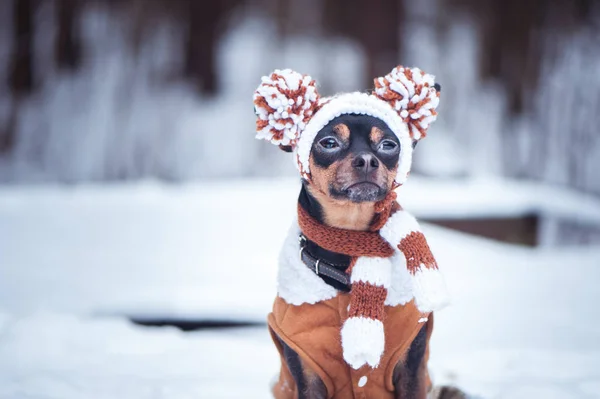Симпатичный щенок, собака, игрушечный терьер в шарфе, портрет, новый год , — стоковое фото