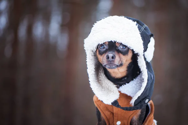 Собака в зимней одежде, место для текста. Этот терьер в шляпе — стоковое фото