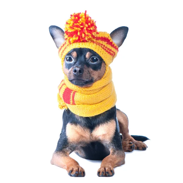 Cane divertente con cappello e sciarpa lavorati a maglia, ritratto di un macro isolato — Foto Stock