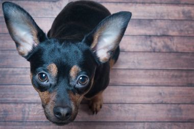 Köpek dua eden bir bakışta görünüyor, köpek yemek, yürümek istiyor