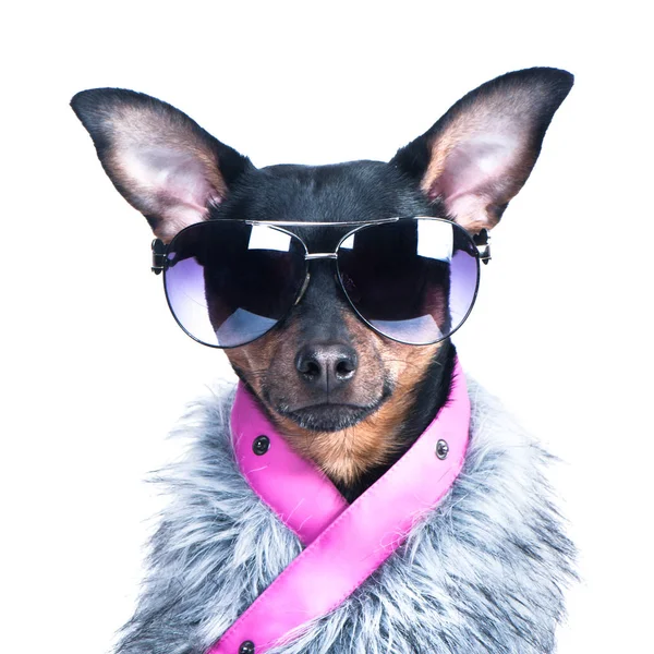 Hund in Skifahrerkleidung, Pelzjacke und Brille. aktiv — Stockfoto