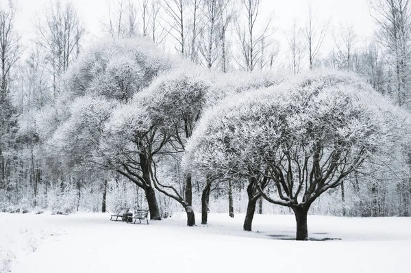 Parkta karda ağaçlarda. Kış manzarası, orman — Stok fotoğraf