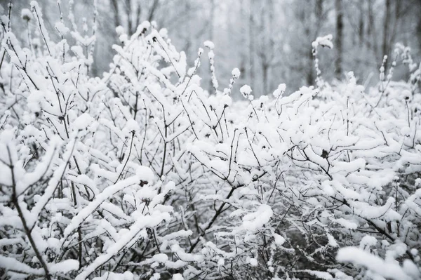 Bomen, struiken in de sneeuw in het park. Winter achtergrond, de te — Stockfoto