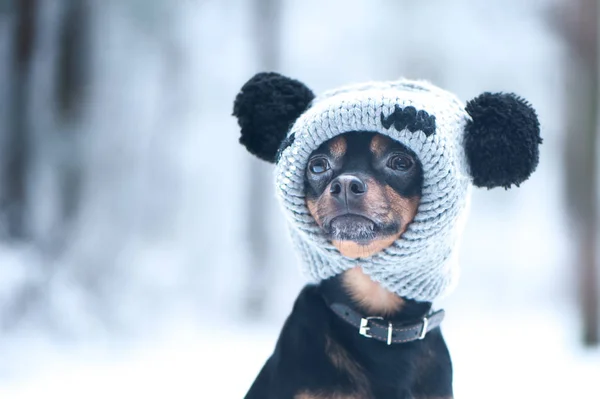 Lustiger Welpe, ein Hund mit Wintermütze und Kürbissen im schneebedeckten Wald — Stockfoto