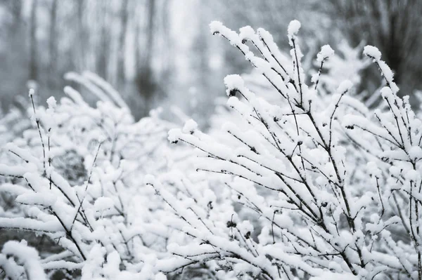 Bomen, struiken in de sneeuw in het park. Winter achtergrond, textur — Stockfoto