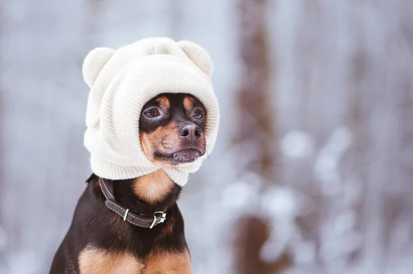 Un cane col cappello, un simpatico cucciolo in una foresta invernale. Spazio per testo — Foto Stock