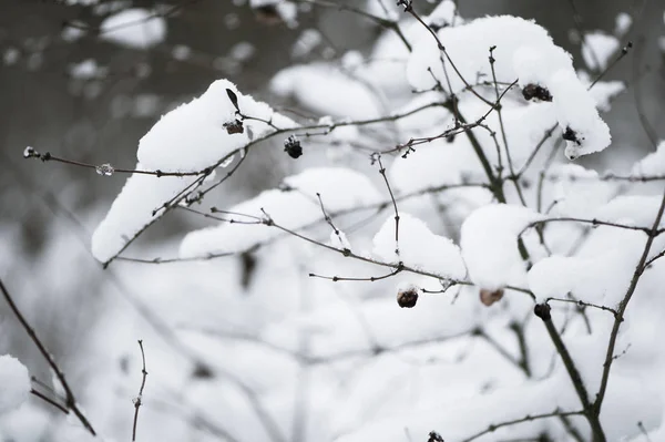 Bomen, struiken in de sneeuw in het park. Winter achtergrond, textur — Stockfoto