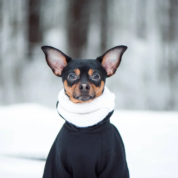Прекрасная собака в шарфе и свитере в зимнем лесу. Площадь f — стоковое фото