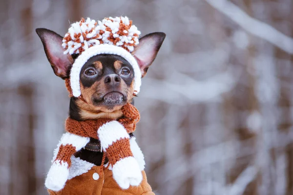 Забавный щенок, собака в зимней шляпе с помпами в снежных форелях — стоковое фото