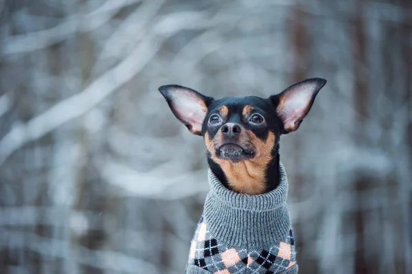 Прекрасная собака в свитере в зимнем лесу. Игрушечный терьер — стоковое фото