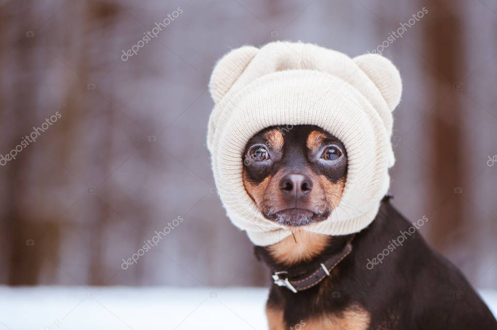 A dog in a hat, a funny puppy in a winter forest. Space for text