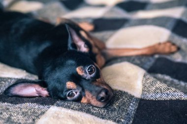 Köpek, köpek kanepede yatıyor ve sıkılmış, t için bekliyor