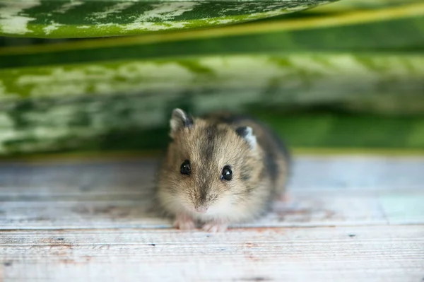 küçük hamster, bir junggarlooks bir backgro karşı kameraya