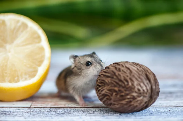 Hamster, junggar rola uma porca, um pequeno animal de estimação doméstico — Fotografia de Stock