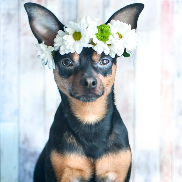 Bir köpek bir çelenk chamomiles ve bir eşarp. Bahar Tema