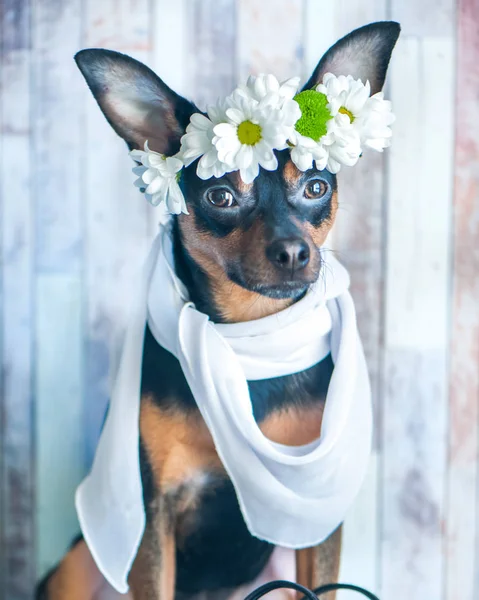 Um cão com uma coroa de camomila e um cachecol. O tema da primavera — Fotografia de Stock