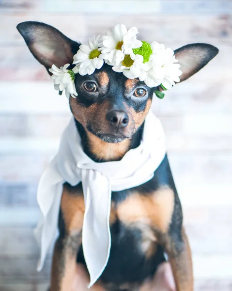 在 chamomiles 和围巾的花环上的狗。春天的主题 — 图库照片