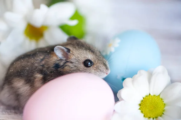 Hamster, junggar in the flowers of chamomiles and with Easter eg — Stock Photo, Image