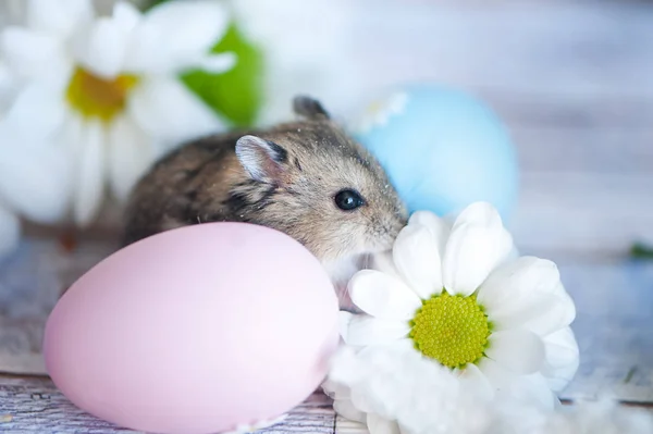 Hamster, junggar çıtır chamomiles ve Paskalya ile örneğin