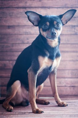 Köpek, köpek, oyuncak korkunç doğal bir arka plan üzerinde cam görünüyor.