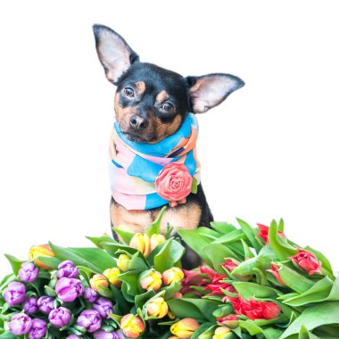 Beyaz izole renklerde bir Fularlı komik köpek yavrusu. Spr Tema