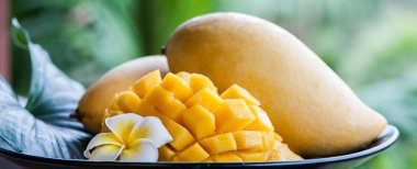 Mango güzel tropikal arka plan üzerinde doğal koşullarda. 