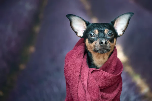 Cachorro, cão em uma toalha depois de tomar banho. Bonito cão porto — Fotografia de Stock