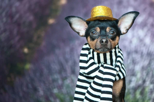 Funny puppy in the image of a French mime, a comedian. France Pa