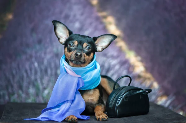 Mode, chic, chien dans une écharpe sur un fond naturel avec l — Photo